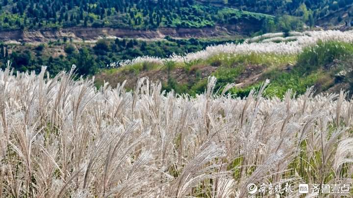 白色花海怎么拍都好看！济南丁子寨荻花已到观赏季