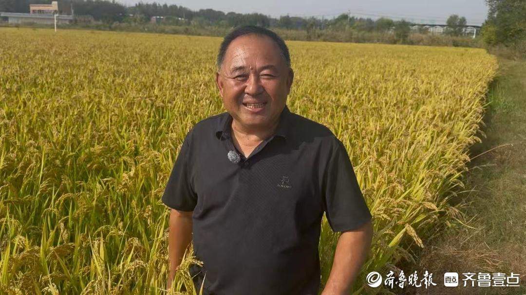 济南吴家堡大米迎来大丰收，还未收割已预订出八成