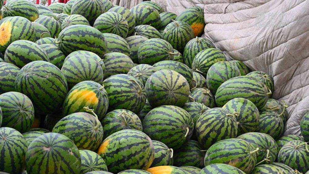 新疆吐鲁番：电力护航 火洲西瓜迎丰收