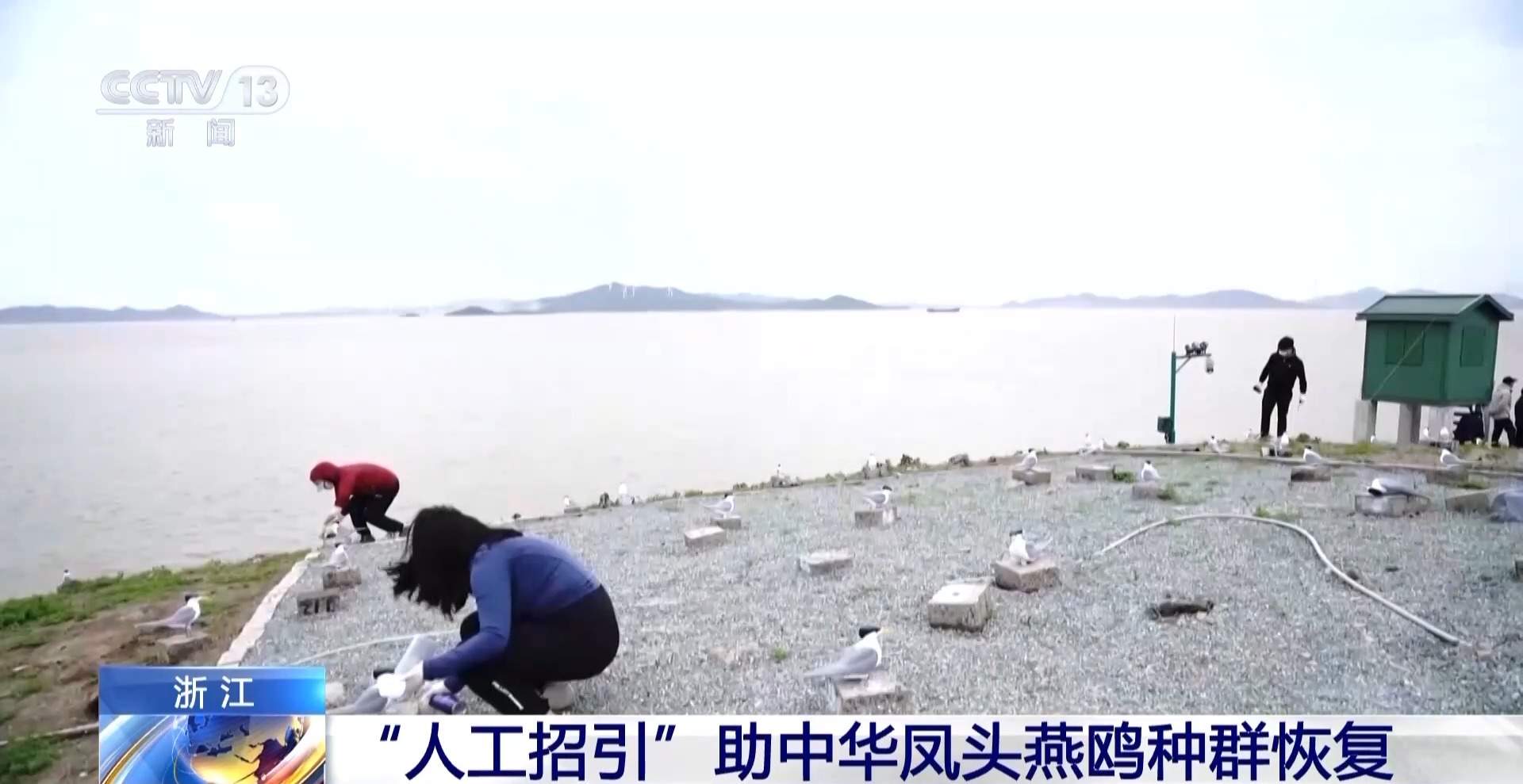 全球珍稀濒危鸟类“神话之鸟”迎来繁殖季