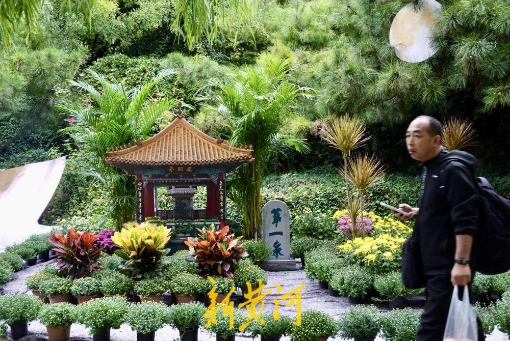 一园主展、三园联动！济南市第47届趵突泉金秋菊展探营