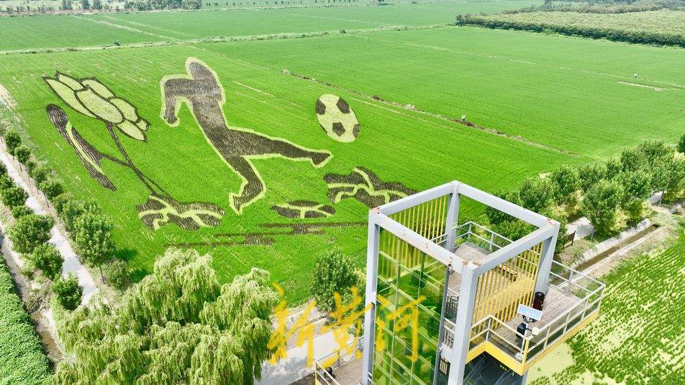 以稻为笔以地为纸 巨型稻田画揭面纱