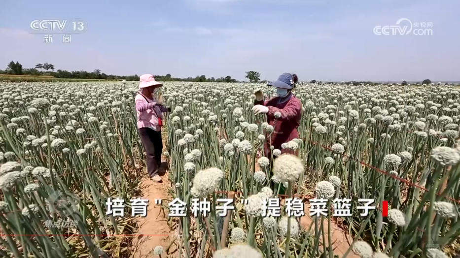 攥紧农业“芯片” 提稳中国“菜篮子”
