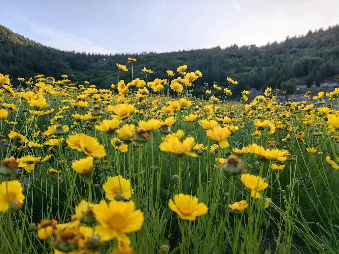 太出片了！济南这片宛如油画的花海进入盛花期，不要错过