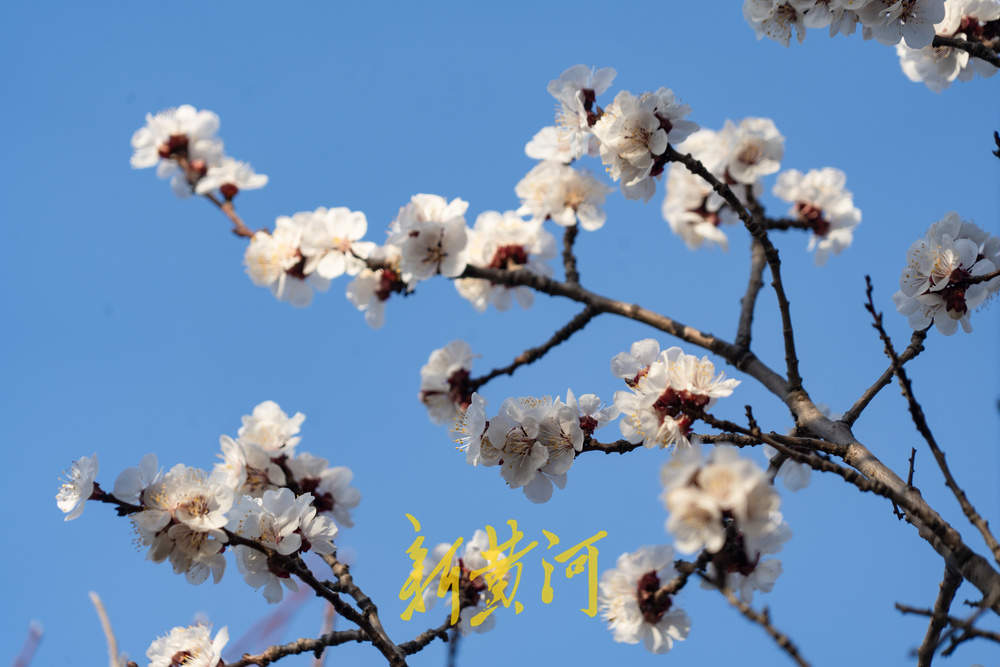 杏花飘香！春日“迷失”在千佛山的杏花林