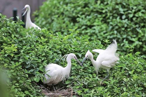 生态筑基五十年 美丽济南展新颜