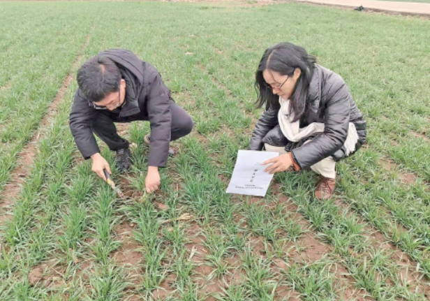 拧紧“科技密钥” 济南“稳粮故事”多