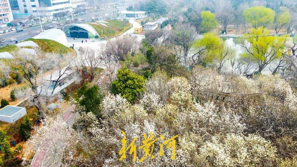 地铁站旁最近的玉兰花海，走出车站融入春景中