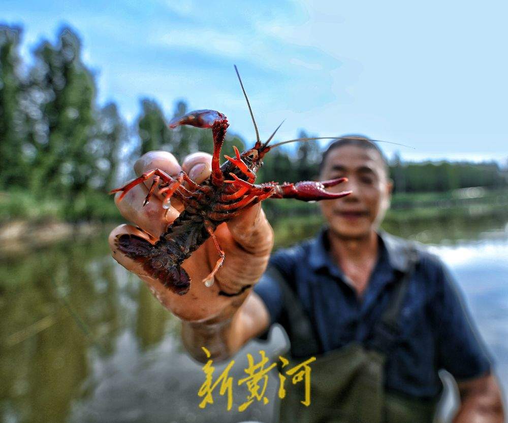 济南黄河北岸小龙虾迎丰收 高温下虾农捕捞不停歇