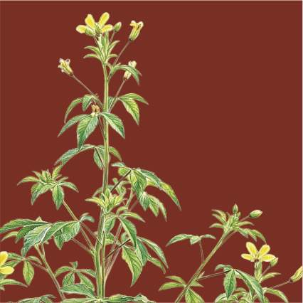 草木见证！这些野草野菜，陪红军走过长征