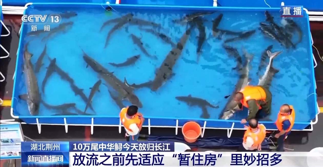 10万尾中华鲟今日放归长江 看“水中国宝”如何养大