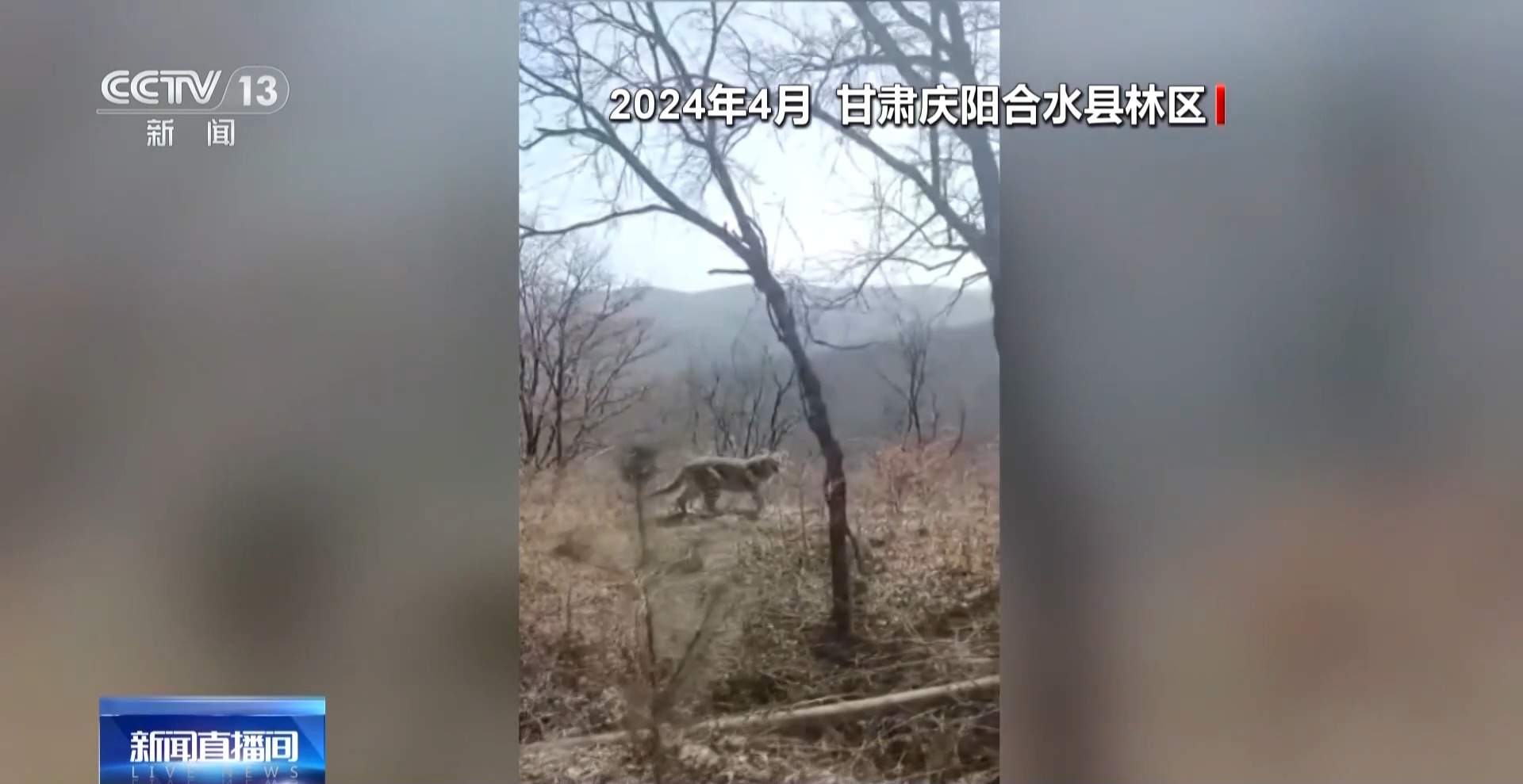 前方有豹出没 野生动物保护与村民利益如何平衡?