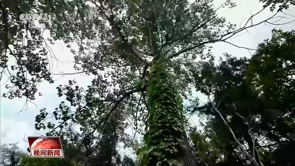 央视点赞山东济南：石山变青山 房干入画来