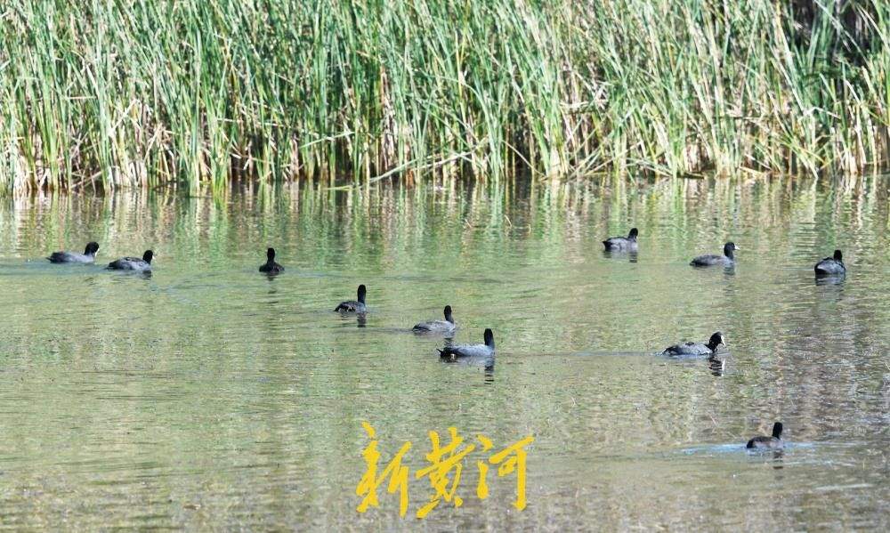 深秋时节候鸟至，白骨顶鸡到访济南玉符河