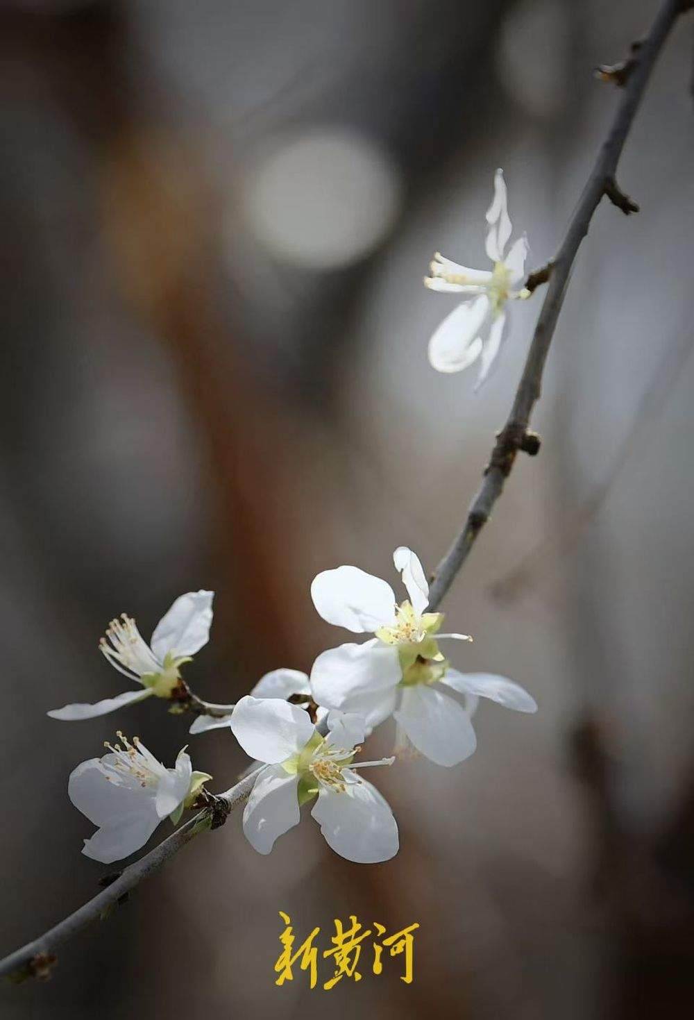 山桃花盛开惹人爱 济南春日画卷醉游人