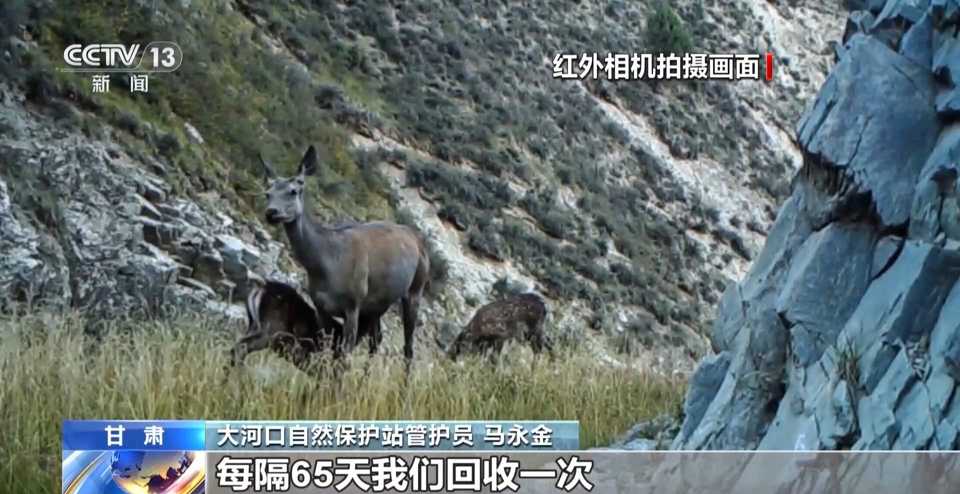 雪豹、岩羊频频露脸 祁连山稳步迈向“由治及美”