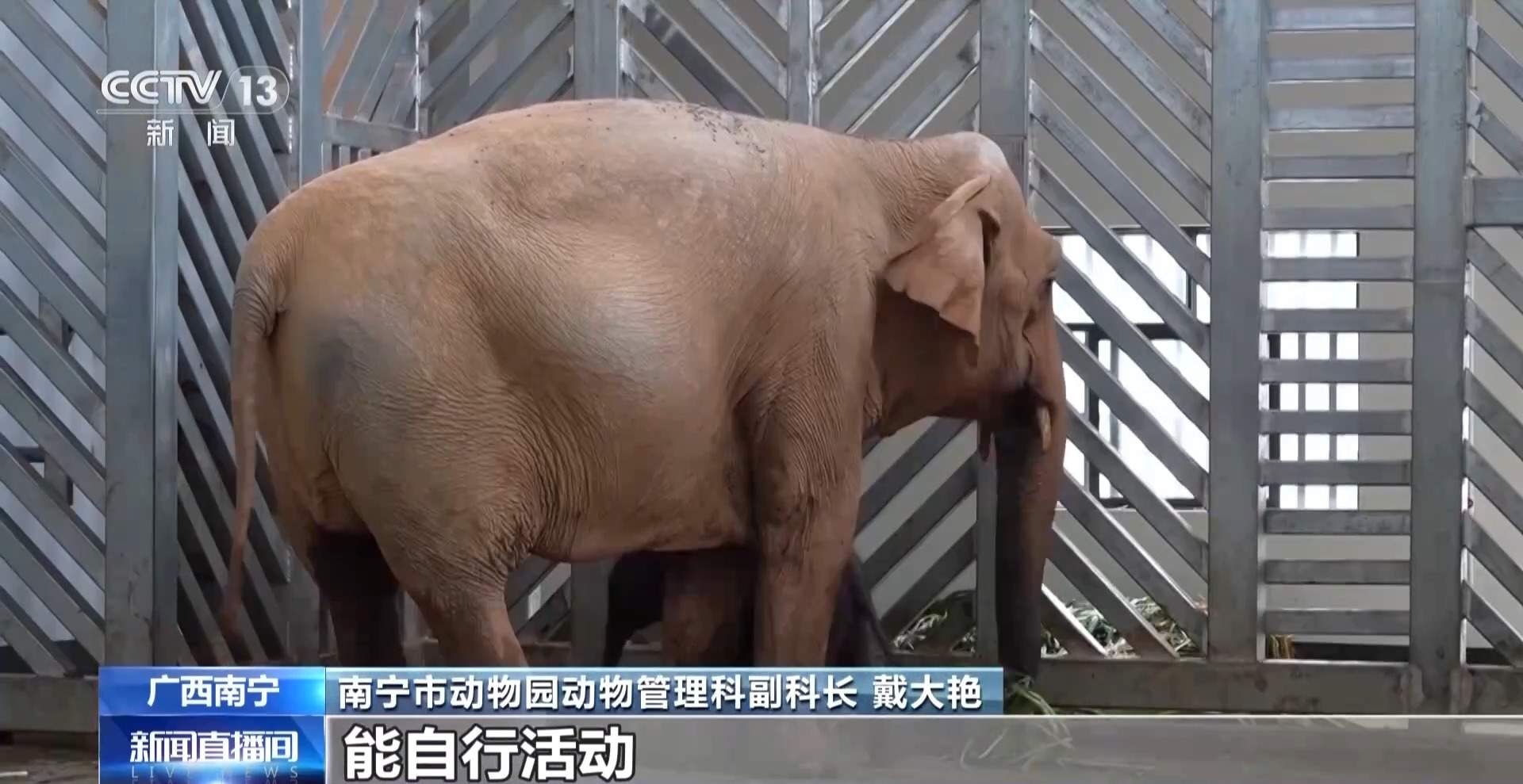 亚洲象喜添超可爱幼崽 全网征名正在进行