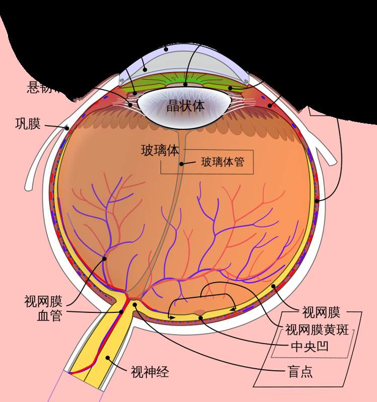 “虹膜写真”突然爆火 医生紧急提醒：有危险！