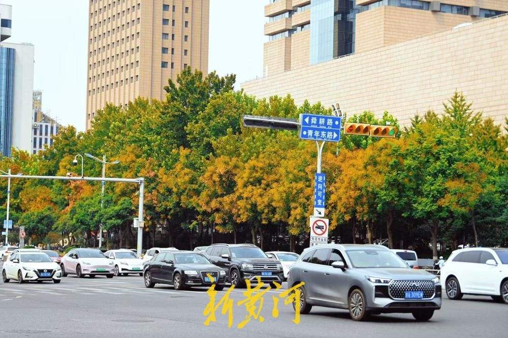 济南经十路栾树泛黄铺展秋日美景