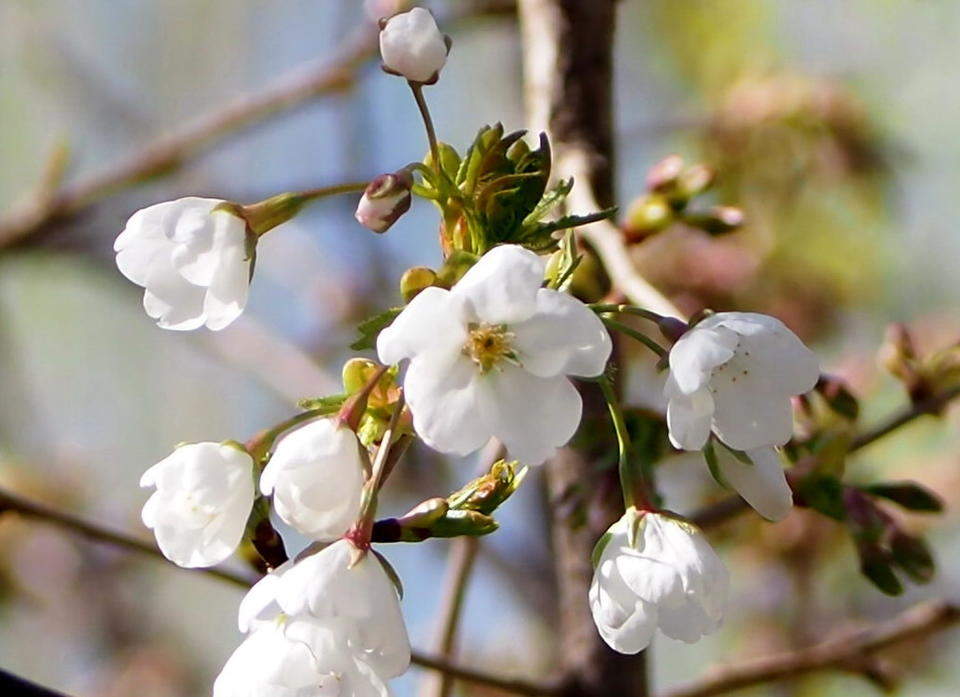 济南五龙潭第一批樱花展露笑容，樱花节即将举行