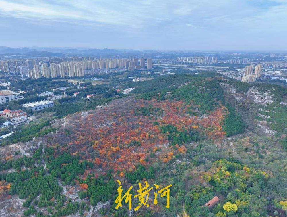 氛围感拉满！济南腊山公园解锁秋日限定色彩