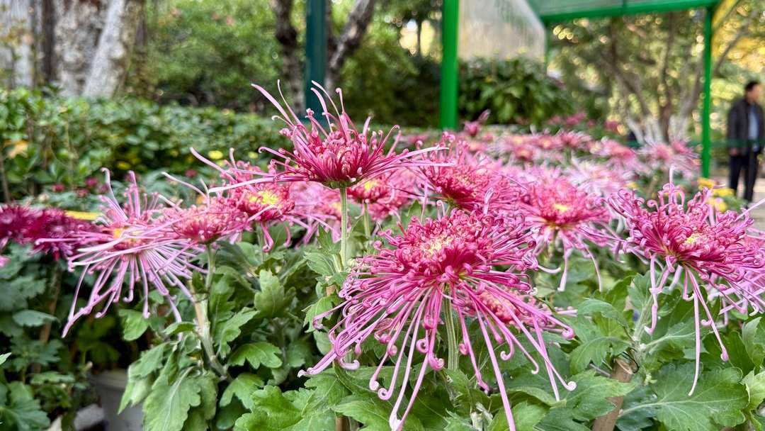 五颜六色，造型各异，趵突泉金秋菊展精品菊撷英