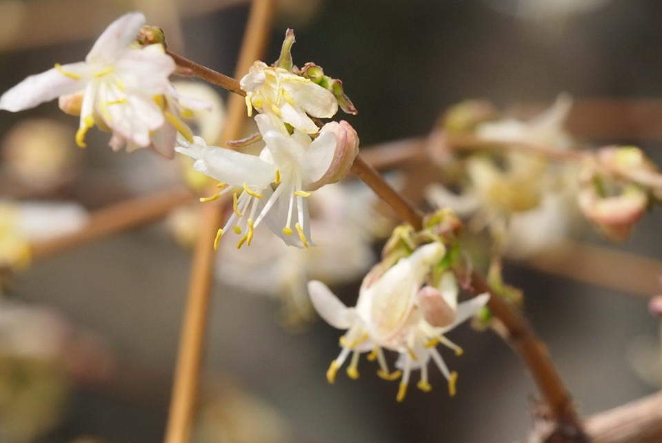 早春大明湖，郁香忍冬静待叶醒