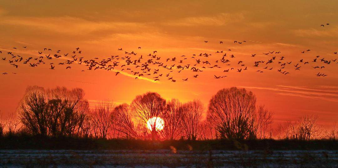 全国两会，山东代表团重点推介！东营“鸟浪”从刷屏热搜到生态金名片