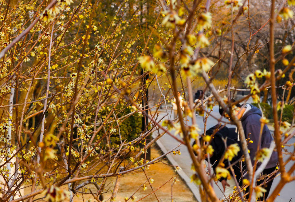 济南千佛山蜡梅园进入最后的赏花期，各品种蜡梅清香扑鼻令人心醉