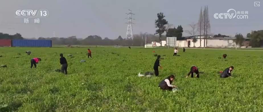 “班列+”跑出产业优势与发展胜势 跨区域多元市场活力足