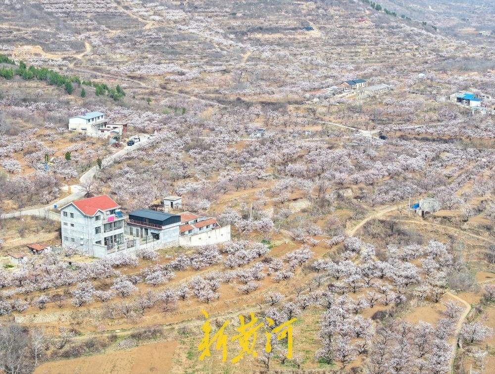 以花为名，“杏”会山野！来济南邂逅一场花间烟火