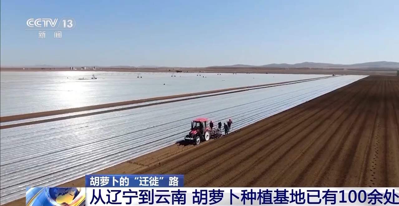 全国种，全球卖，寿光胡萝卜出圈！