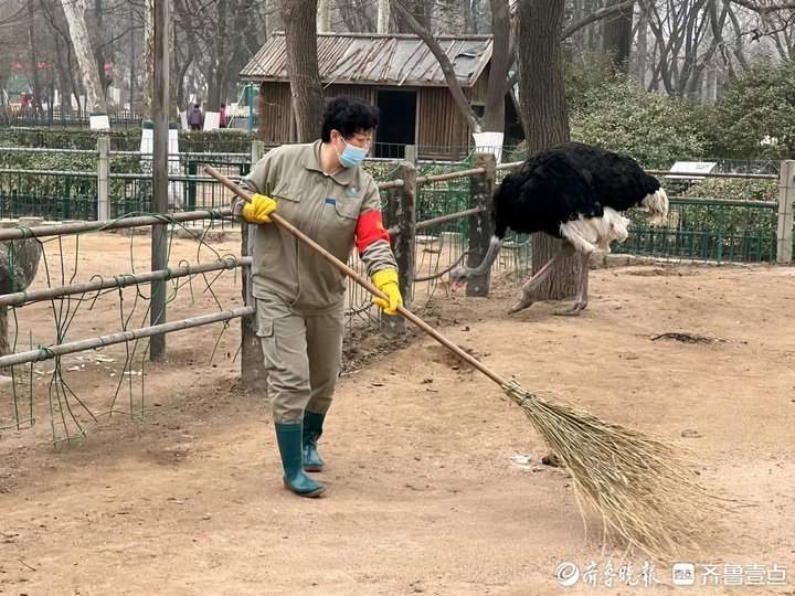 济南动物园最美“奶妈”花开一线