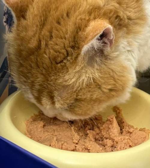 适口性+口碑双维度：2026年猫罐头主流品牌市场评估报告