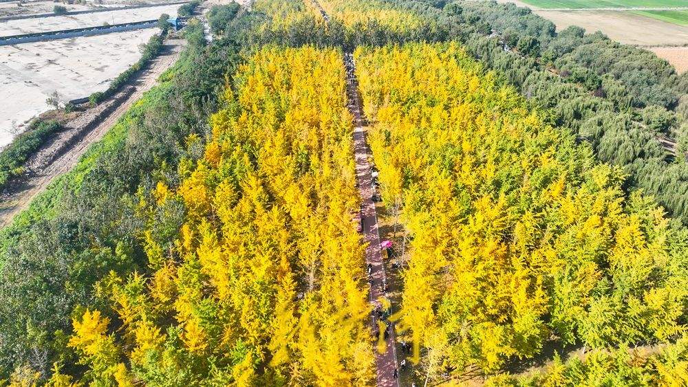 一年四季 泉在济南丨深秋百里黄河风景区，大堤戴上金绿相间的“项链”