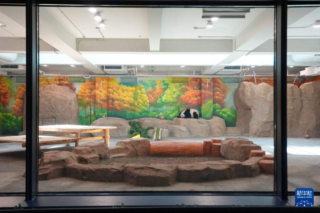 北京1.3万平方米大熊猫新馆对公众开放