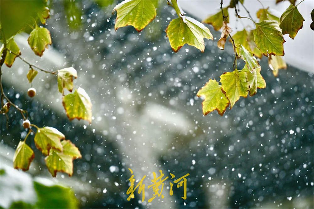 泉城喜披银装！今年入冬以来首场降雪翩然而至
