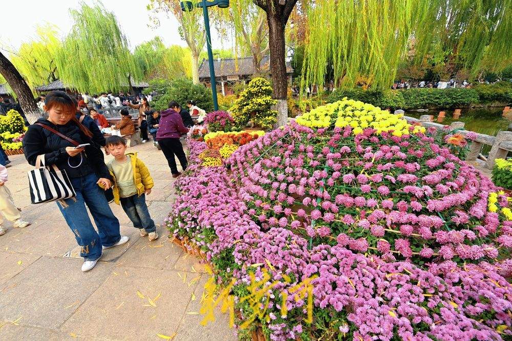 多彩菊花绽放趵突泉畔，扮靓初冬泉城