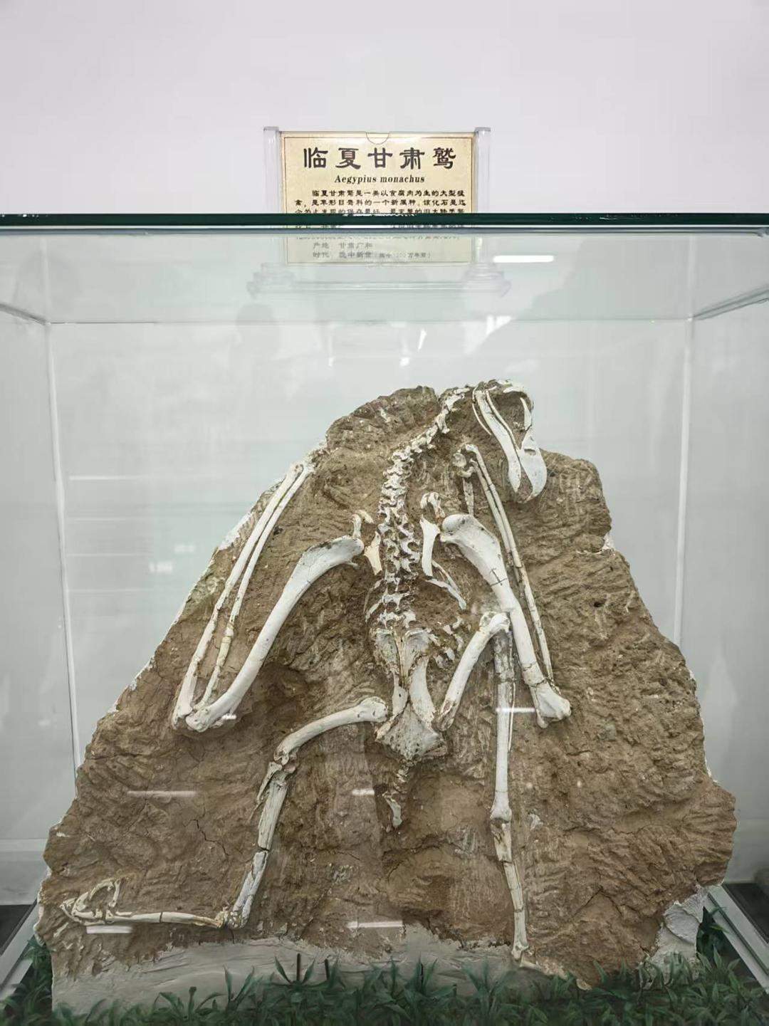 山东这个“隐藏款”博物馆 藏品规模碾压全球同类