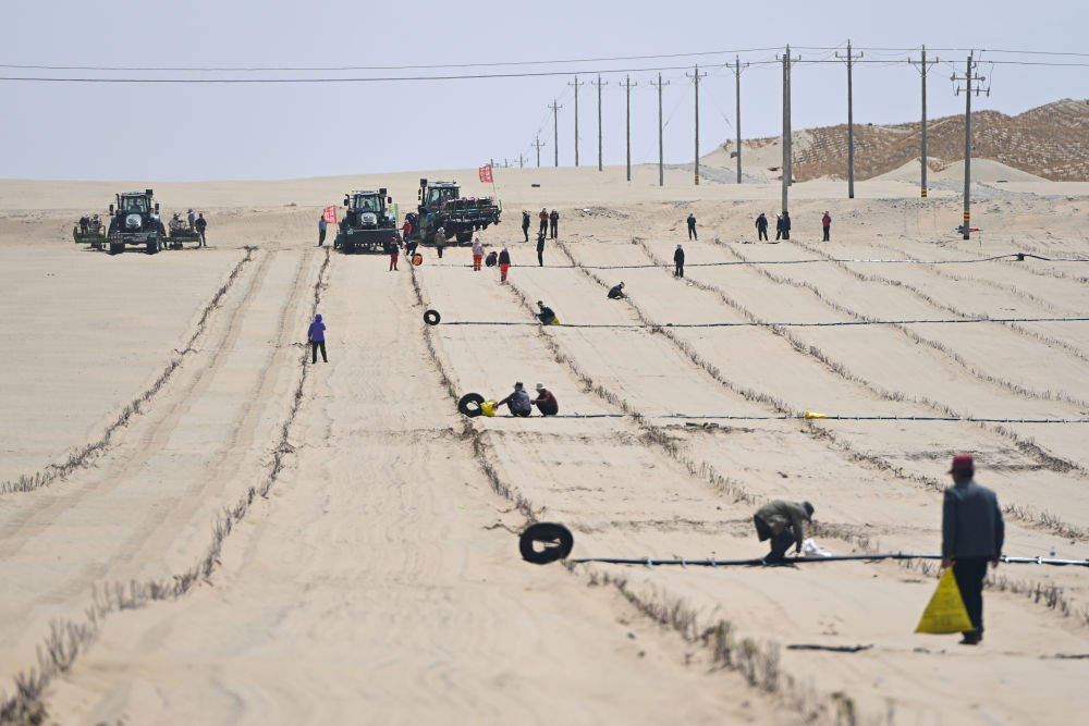 新疆：“乔、灌、药”立体织密绿色屏障 沙产业助力绿富同兴