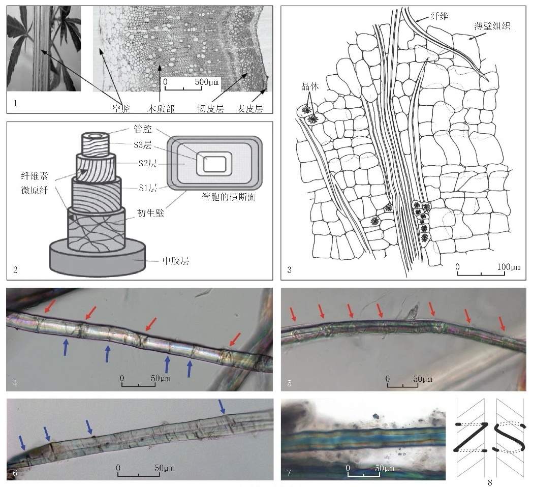 陕西榆林石峁遗址发现纤维遗存 揭示史前纺织生产技术