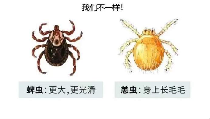 被虫叮一口差点要了命 户外游玩小心这个“小虫子”