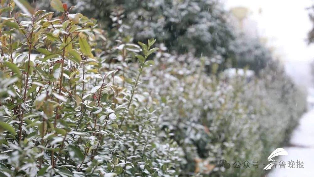 菏泽、济宁已开下！山东大范围降雪开启，局部将有暴雪