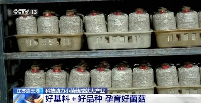 自主育种+智能生产双轮驱动 小菌菇也做成大产业