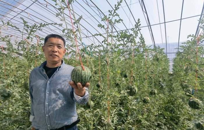 15—20元/斤，仁风富硒西瓜一周后将大量上市