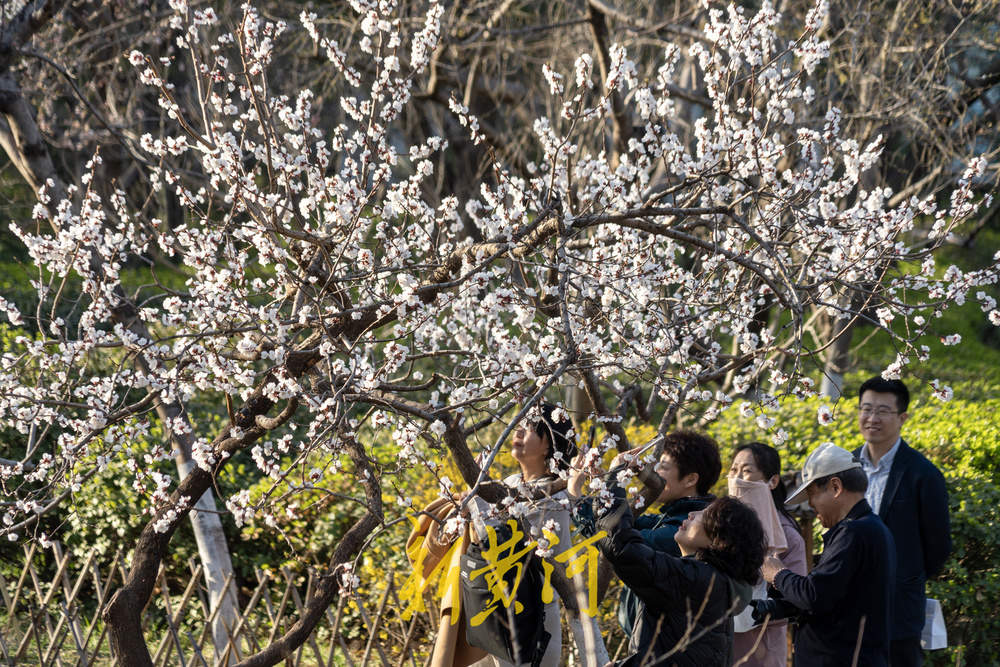 杏花飘香！春日“迷失”在千佛山的杏花林