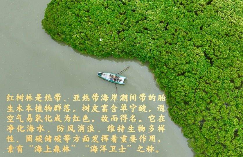 镜观·回响｜守护红树林 中国在行动