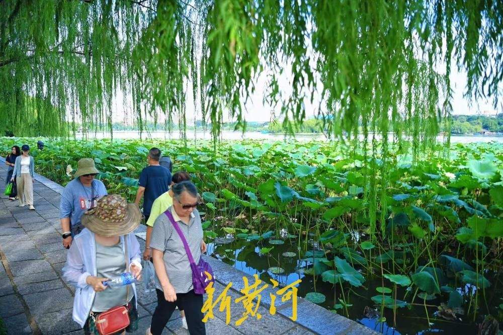 一年四季 泉在济南｜白露时节，大明湖荷叶向阳美如画