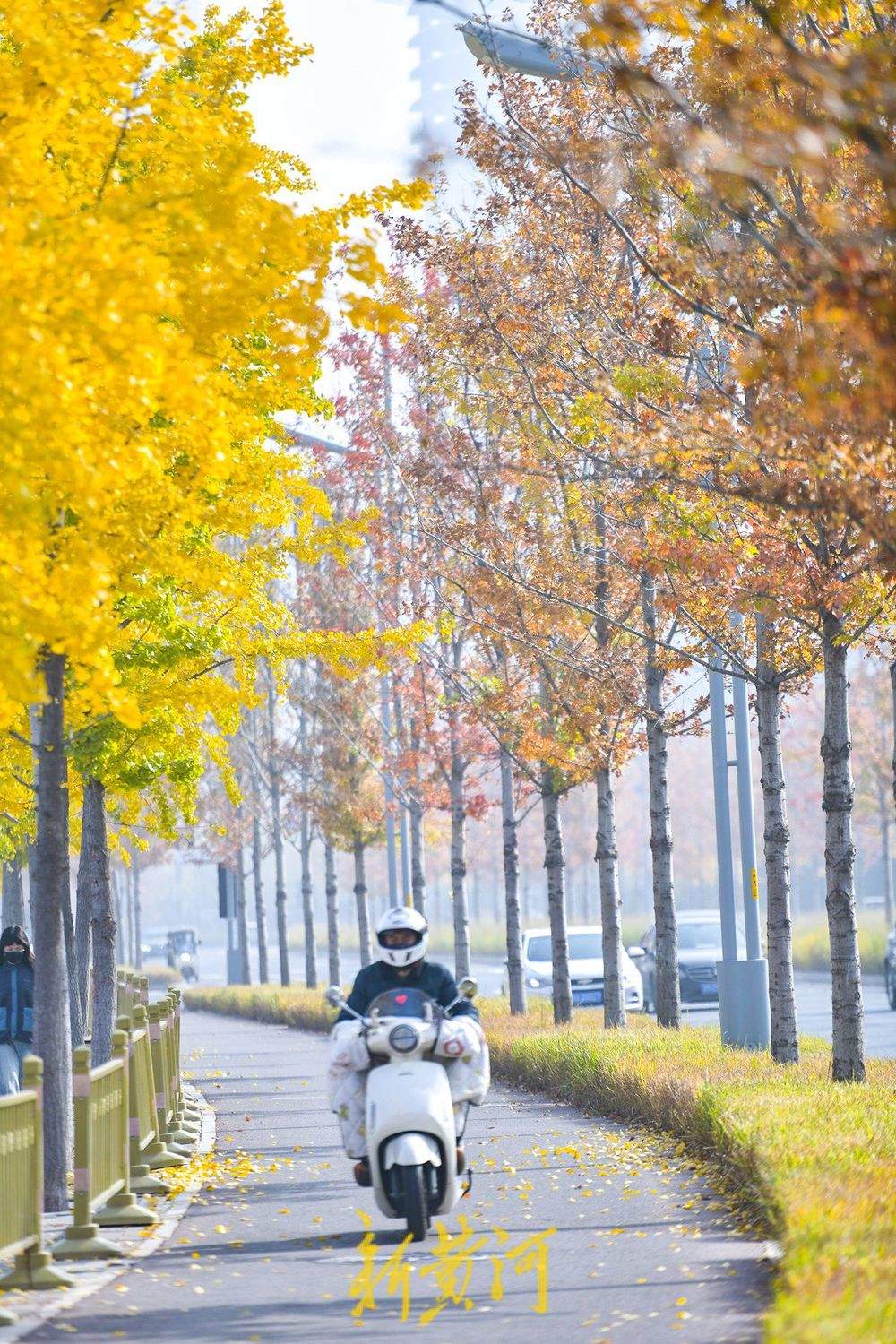 一年四季 泉在济南丨在济南CBD打卡深秋最美赏叶路