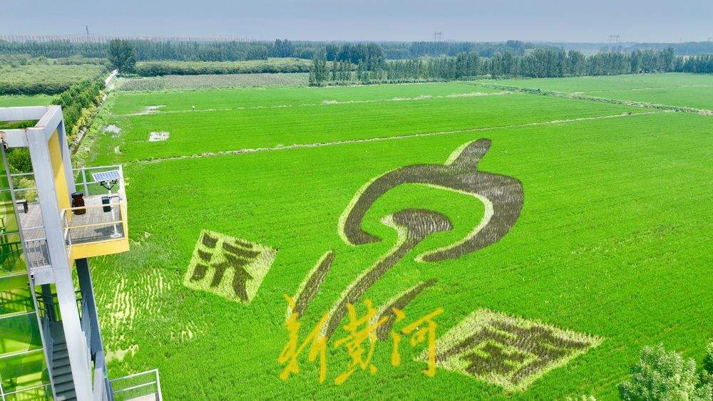 以稻为笔以地为纸 巨型稻田画揭面纱